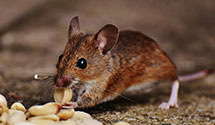24 Hour & Emergency Exterminators in Visalia, CA
